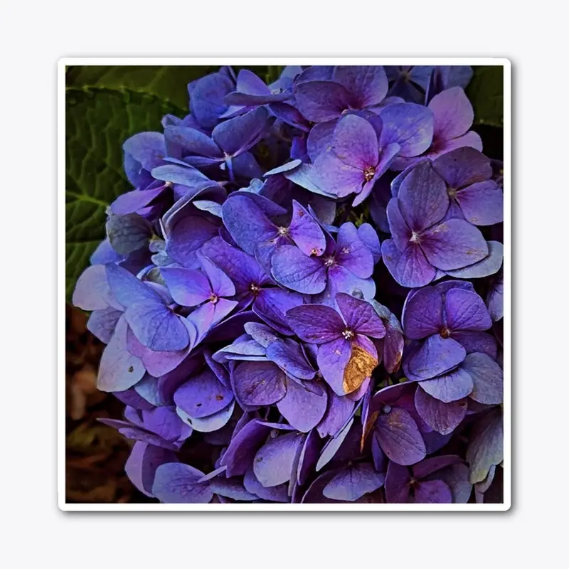 Purple Hydrangeas are beautiful 